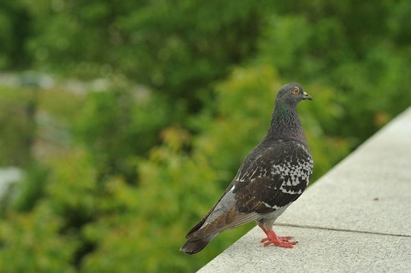 Comment bien choisir un filet anti-pigeons professionnel ?